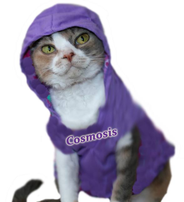 Cosmosis hoodie (image for) Cosmosis hoodie